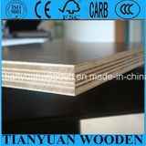 Construction Concrete Plywood/Construction Formwork Plywood