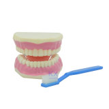 3 Times Enlarged Teeth Care Model with Teeth Brush