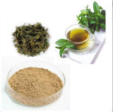 High Quality Green Tea Extract Powder, EGCG