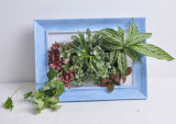 Photo Frame with Real Plants