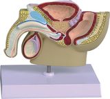 Model of Male Pelvis Mh09008