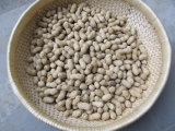 Export Quality Fresh Peanut in Shell for Sale