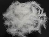 White Duck Feather