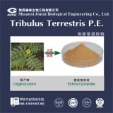 40% 90% Gypenosides Tribulus Terestris Extract