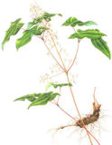 Epimedium Grandiflorum Herb & Powder