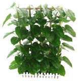 Beautiful Outdoor Plastic Hedge Fence with Evegreen Leaf 0629