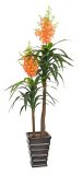 Artificial Plants and Flowers of Holland Yucca 175cm