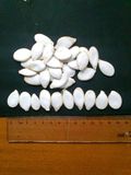 Snow White Pumpkin Seeds (13CM)