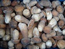 Edible Wild Mushrooms -1