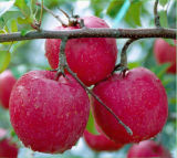 2014 New Crop Yantai FUJI Apples