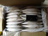 Fresh Pacific Mackerel