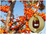 Natural Seabuckthorn Seed Oil