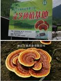 Edible and Medicine Fungi, Organic Mushroom Reishi Extract