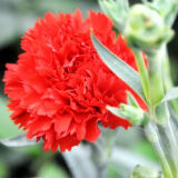 Fresh Cut Carnation Flower From China