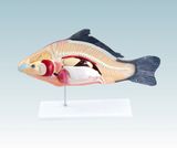 Fish Medical Model (Teaching aids model)