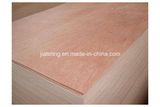 Melamine Glue Poplar Core Bintangor Plywood