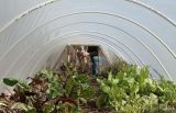 Greenhouse Insect Netting UV Stabilized