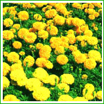 Natural Marigold Flower Extract Lutein Hot Sale