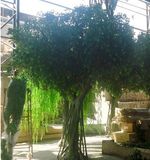 Artificial Banyan Tree Ficus Plant with High-Grade Plastic Leaves