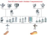 Lower Limb's Modular Components