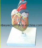 Model of Heart (EYAM-20) 
