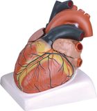 Human Heart Model-Mh07010