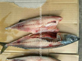 China Export Frozen Bqf White Belly Pacific Mackerel