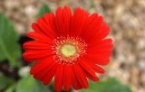 Fresh Cut Flower/Red Gerbera