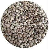 Hot Sale Hempseed Export for Bird