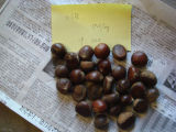 Fresh Chestnut (80-100)