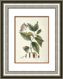 Handpainted Decorate PS Frame Spray Flower Leaves Herb Plant Herbaceous Garden Bud Painting Drawing Paint