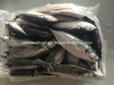 25cm+ Hardtail Scad Fish for Sale