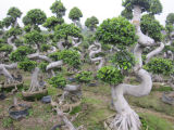 Ficus Bonsai Trees Big S Shape