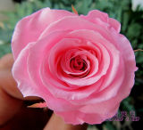 Preserved Rose 2-3cm, 3-4 Cm, 4-5cm, 5-6cm, 6-7cm, 7-8, 8-9cm, 9-10cm DIY