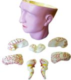 Dissection Model of Head with Brain-Mh03013