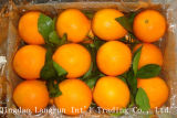 Navel Orange (2013 New Crop)