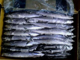 Pacific Saury From Zhejiang of China, 3# Whole Round