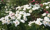 Tree Peony 3
