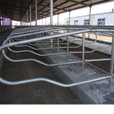 Cattle/Cow Free Stalls