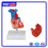 Wcy Heart Model