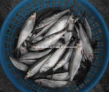 Exporting Sardine Fish Frozen Seafood