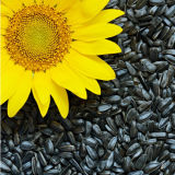 Wholesale Organic Sunflower Seeds for Oil Refining