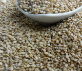 Sesame for Whole Sale