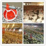 Chicken Production Equipment for Livestock Farming (JCJX-119)