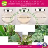 Good Quality Fungicide Triflumizole (95%TC, 30%WP, 480SC)