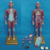 85cm Musclar Torso Anatomic Model