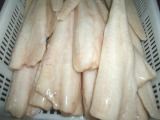 Frozen Alaska Pollock Fillet