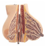 Resting Female Breast Anatomical Model