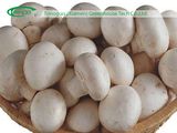 Indoor Mushroom Production