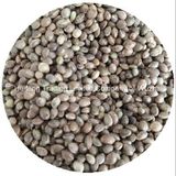 Shanxi Origin Hempseeds for Sale